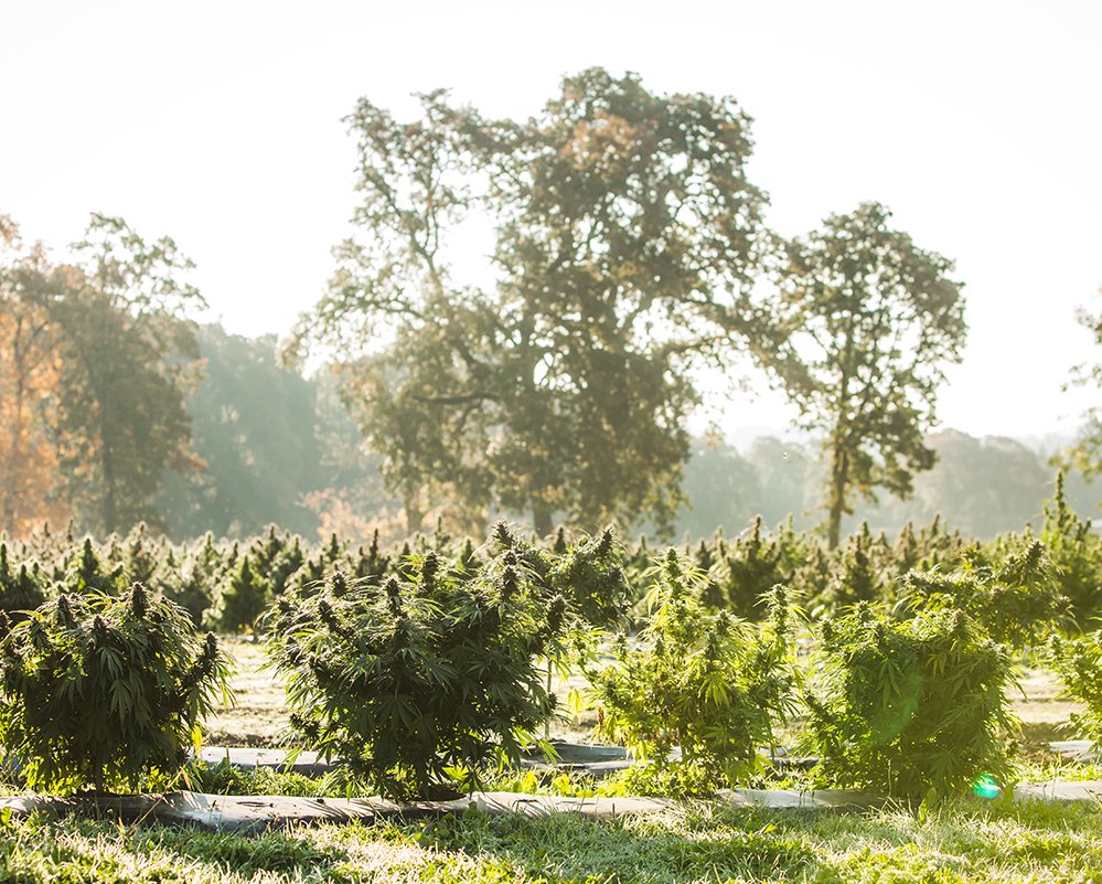 USA-Hemp-Farm-photo, Corina Silva Studios-108