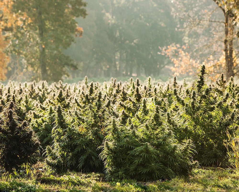USA-Hemp-Farm-photo Corina Silva Studios-113 (1)
