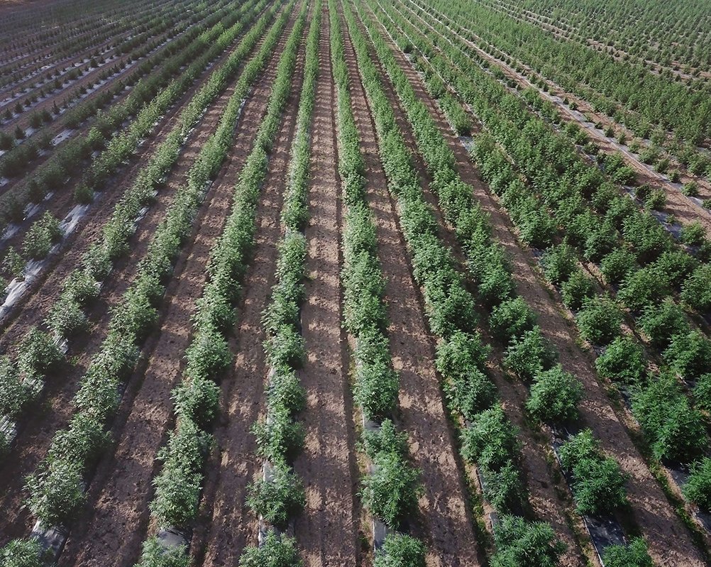 USA-Hemp-farm, Oregon-Hemp-farm (1)